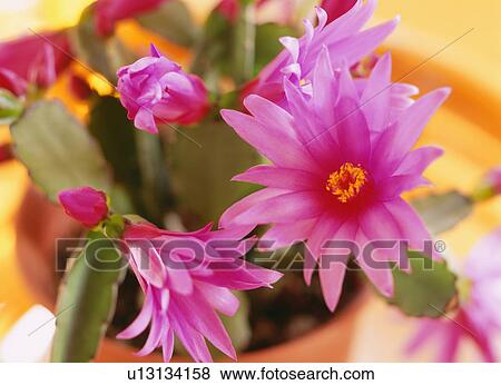 Stock Photo - Pink flowers. Fotosearch