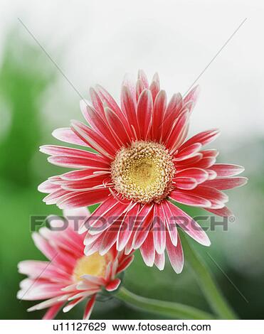 Stock Photo - Pink gerbera daisies. Fotosearch
