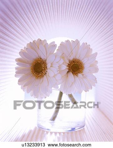 Pink gerberas in a glass View Large Photo Image Stock Image - Pink gerberas in a glass. Fotosearch
