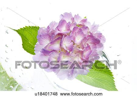 Stock Photo - Pink hydrangeas in a glass. Fotosearch