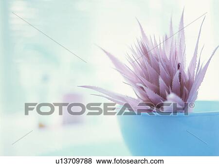 Pink leafy flower in blue vase View Large Photo Image Stock Photo - Pink leafy flower in blue vase. Fotosearch