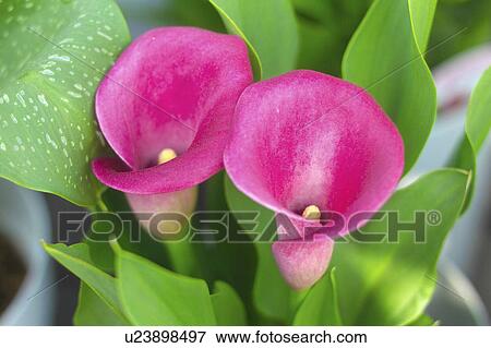 Stock Photo - Pink lilies. Fotosearch