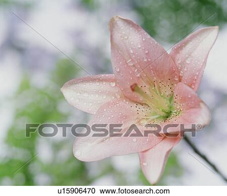 Pink lily covered in dew View Large Photo Image Stock Image - Pink lily covered in dew. Fotosearch