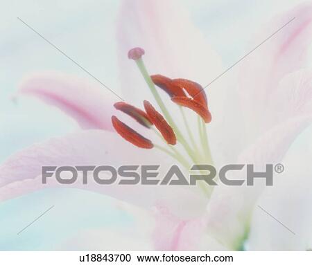 Stock Image - Pink lily. Fotosearch