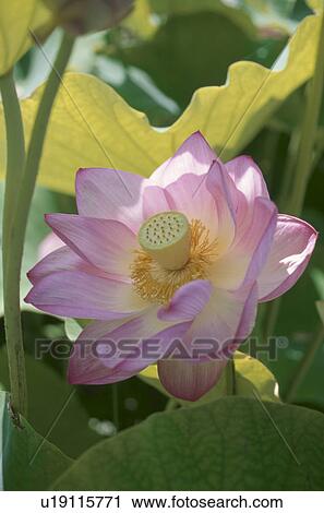 Stock Image - Pink lotus flower. Yamanashi Prefecture, Japan. Fotosearch