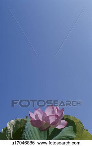 Pink lotus flower. Yamanashi Prefecture, Japan View Large Photo Image Stock Photograph - Pink lotus flower. Yamanashi Prefecture, Japan. Fotosearch