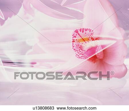 Stock Image - Pink orchid. Fotosearch