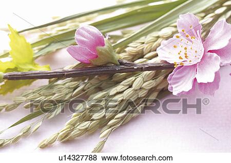 Stock Photo - Pink peach flowers and rice plant. Fotosearch