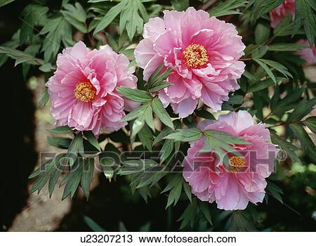 Pink peonies, Tochigi Prefecture, Japan View Large Photo Image Stock Image - Pink peonies, Tochigi Prefecture, Japan. Fotosearch