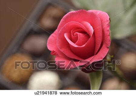 Pink rose and a box of chocolates View Large Photo Image Stock Photo - Pink rose and a box of chocolates. Fotosearch