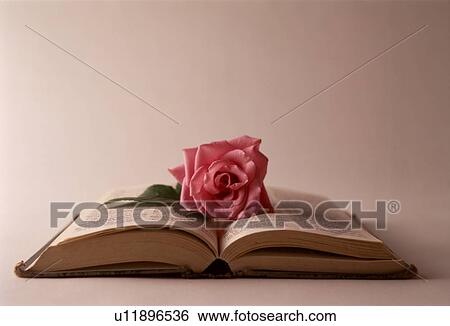 Pink rose on an open book View Large Photo Image Stock Photograph - Pink rose on an open book. Fotosearch