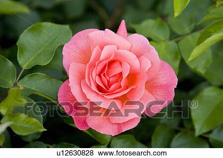 Pink rose View Large Photo Image Stock Photo - Pink rose. Fotosearch