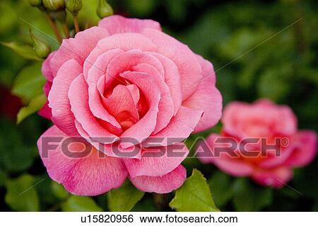 Pink rose View Large Photo Image Stock Photograph - Pink rose. Fotosearch