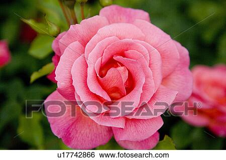 Stock Photograph - Pink rose. Fotosearch