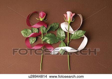 Picture - Pink roses and ribbons. Fotosearch