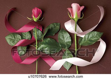 Stock Photograph - Pink roses and ribbons. Fotosearch