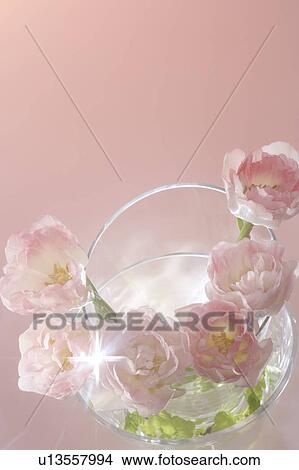 Picture - Pink roses in Vase, pink background. Fotosearch