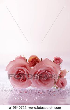 Stock Image - Pink roses. Fotosearch