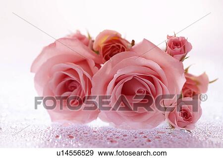 Stock Photo - Pink roses. Fotosearch
