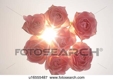 Stock Photo - Pink roses. Fotosearch
