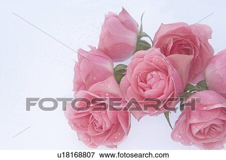 Stock Photo - Pink roses, white background. Fotosearch