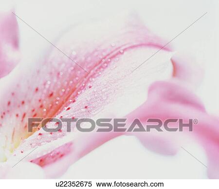 Stock Photography - Pink spotted lily petal. Fotosearch