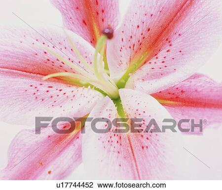 Stock Image - Pink spotted lily. Fotosearch