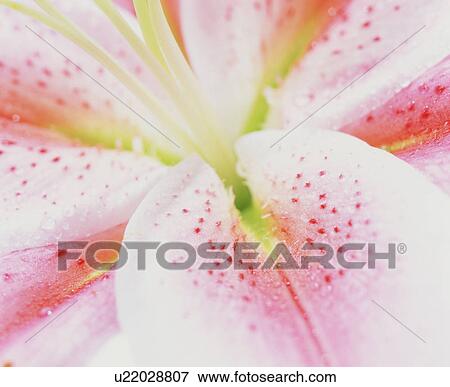 Pink spotted lily View Large Photo Image Stock Photo - Pink spotted lily. Fotosearch