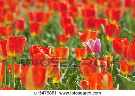 Stock Image - Pink tulip standing out in a field of orange tulips. Fotosearch