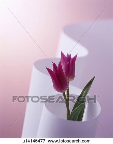 Stock Photo - Pink tulips in paper. Fotosearch