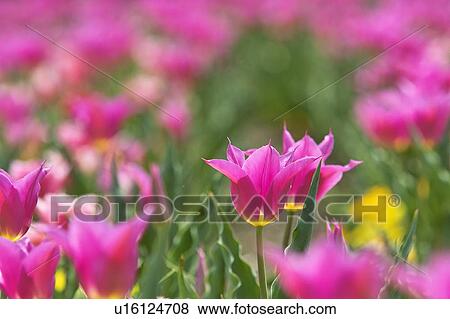 Pink tulips View Large Photo Image Stock Photo - Pink tulips. Fotosearch