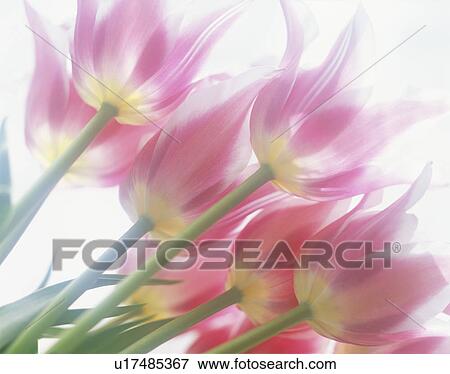 Pink tulips View Large Photo Image Stock Photo - Pink tulips. Fotosearch