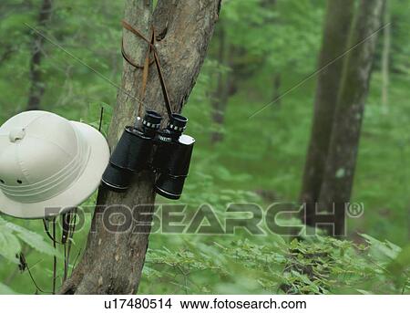 Pith helmet and binoculars hanging on a tree in a forest View Large Photo Image Picture - Pith helmet and binoculars hanging on a tree in a forest. Fotosearch
