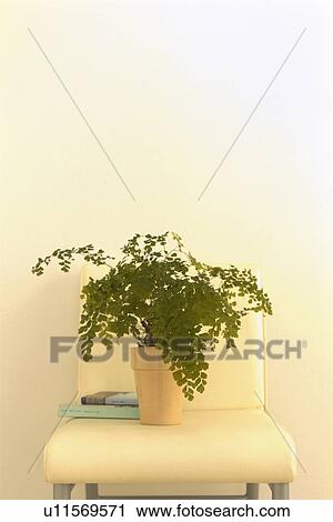 Stock Image - Plant on a chair. Fotosearch