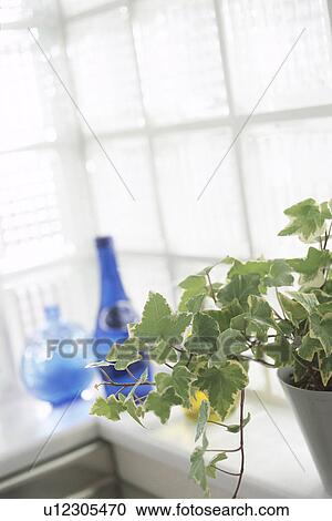 Plant on a kitchen counter View Large Photo Image Stock Image - Plant on a kitchen counter. Fotosearch