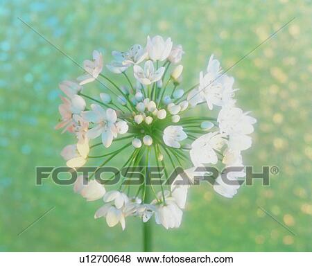 Stock Photo - Plant with white flowers. Fotosearch