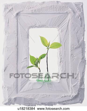 Plants in a textured white frame View Large Photo Image Picture - Plants in a textured white frame. Fotosearch