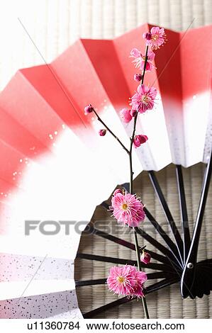Picture - Plum blossoms and a folding fan. Fotosearch