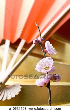 Stock Image - Plum blossoms and a folding fan. Fotosearch
