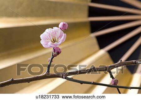 Stock Image - Plum blossoms and a folding fan. Fotosearch