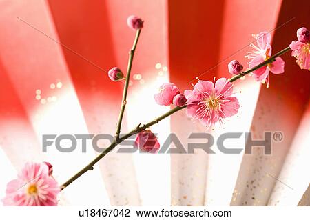 Stock Image - Plum blossoms and a folding fan. Fotosearch