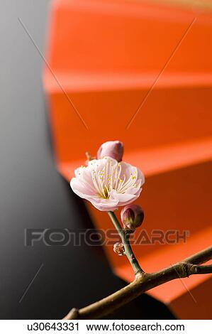Stock Image - Plum blossoms and a folding fan. Fotosearch