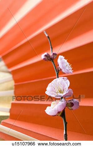 Stock Photograph - Plum blossoms and a folding fan. Fotosearch