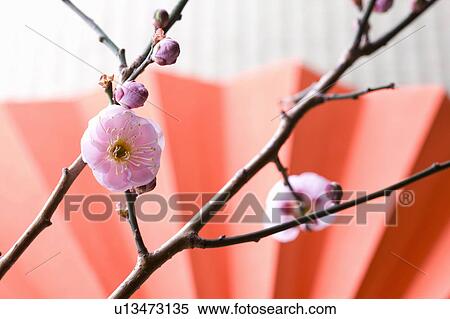 Stock Photography - Plum blossoms and a folding fan. Fotosearch