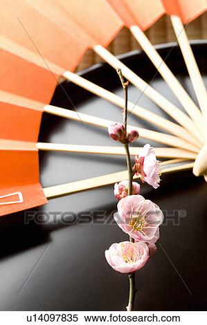 Stock Photography - Plum blossoms and a folding fan. Fotosearch