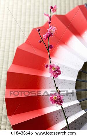 Plum blossoms and a folding fan View Large Photo Image Stock Photography - Plum blossoms and a folding fan. Fotosearch