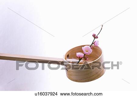 Picture - Plum blossoms in a wooden ladle. Fotosearch