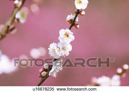 Plum blossoms, Koshikawa Botanical Gardens, Tokyo, Japan View Large Photo Image Stock Photography - Plum blossoms, Koshikawa Botanical Gardens, Tokyo, Japan. Fotosearch