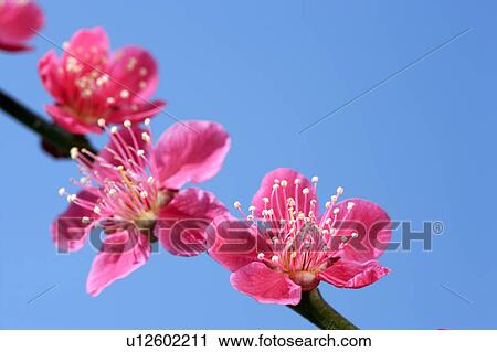 Plum blossoms View Large Photo Image Stock Image - Plum blossoms. Fotosearch
