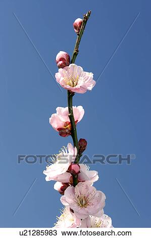 Plum blossoms View Large Photo Image Stock Image - Plum blossoms. Fotosearch